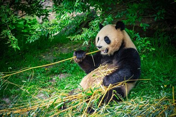 Un panda assis qui mange du bambou, Zoo de Beauval, France © Clement Horvath