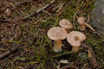 A cluster of light brown mushrooms on the forest floor with moss, pine needles, and twigs. One cap has a bite mark, highlighting natural woodland interaction.