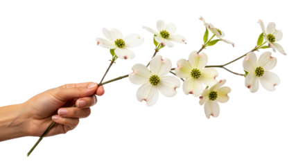 hand offering delicate dogwood blossoms springs gentle embrace, purity, and renewal, isolated on transparent background