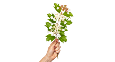 hand offering delicate white flower sprig natures gentle embrace, pure beauty, and springtime renewal, isolated on transparent background
