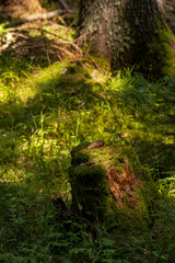 A sunlit, moss-covered tree stump stands prominently in a vibrant green Bansko forest. Sunlight filters through the canopy, highlighting the rich textures and verdant surroundings.