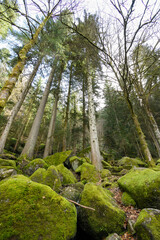 Fir forest at the Triberg Falls