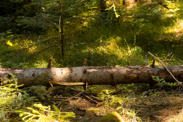 Sunlight filters through the dense canopy, casting a bright spot on a weathered fallen log in the Bansko forest. Lush green foliage and young saplings frame this peaceful natural scene.