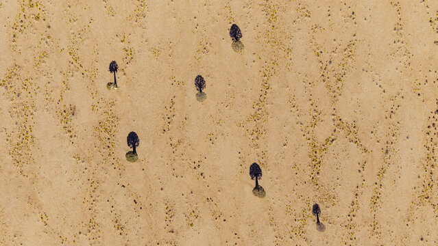 Aerial view of scattered trees casting long shadows across the arid, sandy landscape, creating a stark contrast of light and dark, Holoog, Karas Region, Namibia.