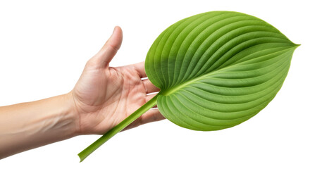 offering natures embrace a lush green hosta leaf, symbolizing growth and renewal, isolated on transparent background