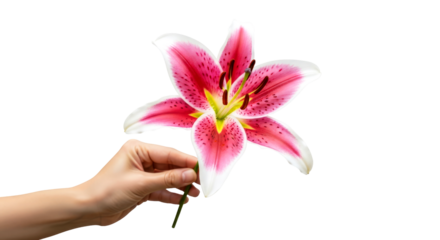 pink stargazer lily a delicate hand offers summers embrace, isolated on transparent background