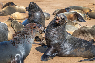 Close up of a Fur seal argument at Cape Cross colony, Seal Reserve, Namibia, Africa