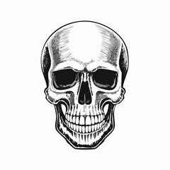 Obraz premium Hand-Drawn Human Skull Illustration on White Background