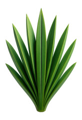 Fototapeta premium Succulent with thick, sword-like leaves and a central groove