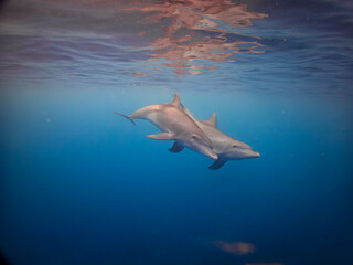 Two wild dolphins swim peacefully near the surface in warm clear tropical waters