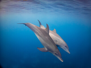 Two wild dolphins swim peacefully near the surface in warm clear tropical waters