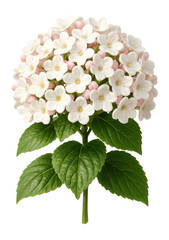 Fototapeta premium Viburnum bunch with clusters of white and pink flowers