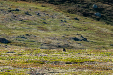 Bird of the Plover family is seen walking across a grassy landscape by the coast, with a clear blue sky above and a distant horizon, showcasing a serene natural setting. Nature of Kola Peninsula.
