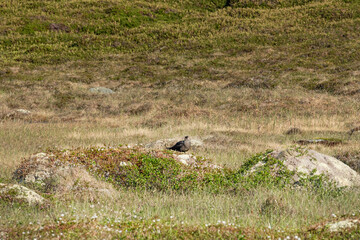 Skua bird is sitting on a moss-covered rock in a grassy area. The ground is dotted with small plants, sunlight highlights the bird&rsquo;s features. Fauna of Murmansk and the Kola Peninsula.