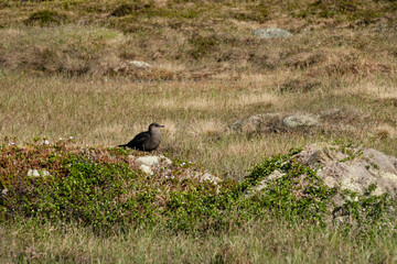 Skua bird is sitting on a moss-covered rock in a grassy area. The ground is dotted with small plants, sunlight highlights the bird’s features. Fauna of Murmansk and the Kola Peninsula.