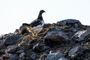 Rock ptarmigan with distinctive plumage navigates a rocky incline under a clear sky. The sunlight highlights its unique features as it searches for food. Fauna of Murmansk and the Kola Peninsula.