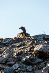 Rock ptarmigan with distinctive plumage navigates a rocky incline under a clear sky. The sunlight highlights its unique features as it searches for food. Fauna of Murmansk and the Kola Peninsula.