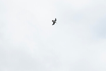 Snipe bird soars gracefully in the sky, flapping its wings with elegance. Overcast background creates a stunning contrast, highlighting its majestic flight. Fauna of Murmansk and Kola Peninsula.