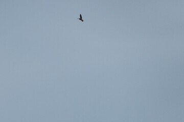 Snipe bird soars gracefully in the sky, flapping its wings with elegance. Overcast background creates a stunning contrast, highlighting its majestic flight. Fauna of Murmansk and Kola Peninsula.