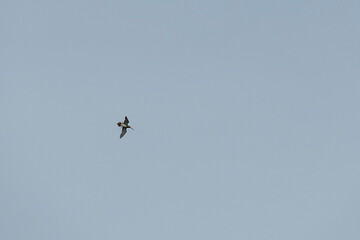Snipe bird soars gracefully in the sky, flapping its wings with elegance. Overcast background creates a stunning contrast, highlighting its majestic flight. Fauna of Murmansk and Kola Peninsula.