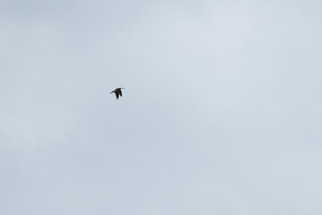 Snipe bird soars gracefully in the sky, flapping its wings with elegance. Overcast background creates a stunning contrast, highlighting its majestic flight. Fauna of Murmansk and Kola Peninsula.