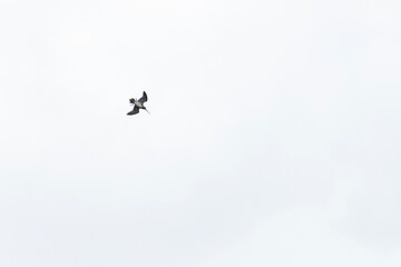 Snipe bird soars gracefully in the sky, flapping its wings with elegance. Overcast background creates a stunning contrast, highlighting its majestic flight. Fauna of Murmansk and Kola Peninsula.
