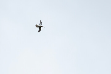Obraz premium Snipe bird soars gracefully in the sky, flapping its wings with elegance. Overcast background creates a stunning contrast, highlighting its majestic flight. Fauna of Murmansk and Kola Peninsula.