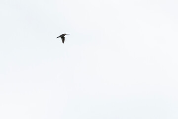 Snipe bird soars gracefully in the sky, flapping its wings with elegance. Overcast background creates a stunning contrast, highlighting its majestic flight. Fauna of Murmansk and Kola Peninsula.