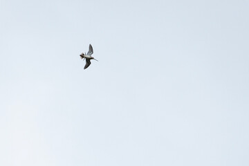 Snipe bird soars gracefully in the sky, flapping its wings with elegance. Overcast background creates a stunning contrast, highlighting its majestic flight. Fauna of Murmansk and Kola Peninsula.