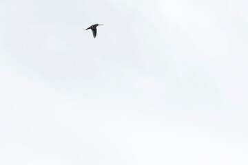 Fototapeta premium Snipe bird soars gracefully in the sky, flapping its wings with elegance. Overcast background creates a stunning contrast, highlighting its majestic flight. Fauna of Murmansk and Kola Peninsula.