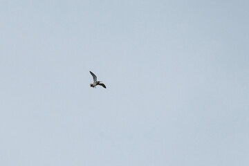 Snipe bird soars gracefully in the sky, flapping its wings with elegance. Overcast background creates a stunning contrast, highlighting its majestic flight. Fauna of Murmansk and Kola Peninsula.