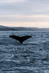 Fototapeta premium humpback whale gracefully lifts its tail above the surface of calm ocean waters, set against a backdrop of steep, rocky cliffs during twilight. Seabirds scatter into the sky. Murmansk, Teriberka.