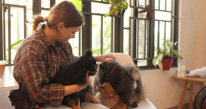 Female veterinarian gently stroking merle and black pomeranian dogs while seated near sunlit window with indoor greenery
