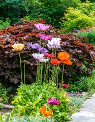 Vibrant poppies in a garden bed