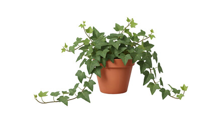 Potted English Ivy Plant with Trailing Vines in a Terracotta Pot, Isolated on a White Background

