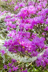 Fototapeta premium Beautiful spring Japanese azalea flowers in the forest.