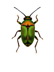 animal10 green june beetle bug insect grub coleopteran fly entomology animal transparent background cutout