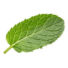 Obraz premium Mint isolated on transparent background 