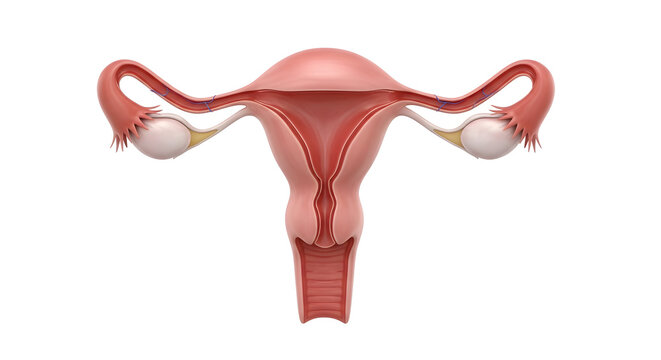 A 3D anatomical model of the female reproductive system showing uterus, fallopian tubes, and ovaries in realistic form, isolated on a white background.. .                                              