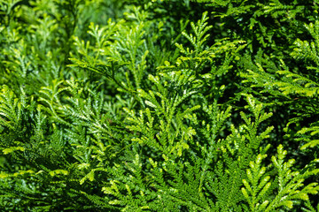 Beautiful japanese cypress leaf in the forest.