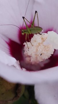   Ninfa de Phaneroptera nana. Grillo de matorral. Saltamontes verde meridional en una flor de Hibiscus syriacus blanco.