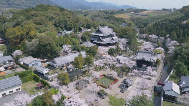 「桜に包まれた粉河寺」和歌山県紀の川市 Cherry Blossom Embrace at Kokawa-dera &ndash; Spring in Kinokawa, Japan