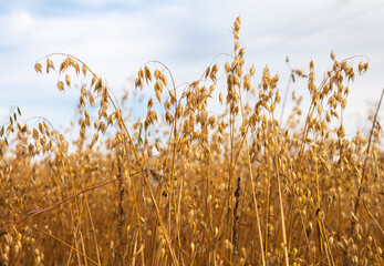 Autumn yellow field of ripe oats on sunny day. Agricultural background. Close-up view of ripe oat...