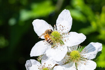 Honeybee sucking nectar from a blackberry flower.