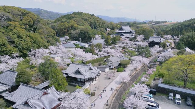 「桜に包まれた粉河寺」和歌山県紀の川市 Cherry Blossom Embrace at Kokawa-dera &ndash; Spring in Kinokawa, Japan