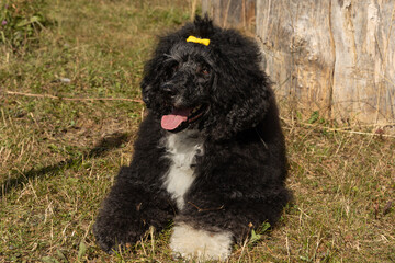 Black Portuguese Water Dog with yellow bow relaxing on grass by tree stump
