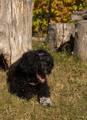 Portuguese Water Dog resting outdoors near tree stumps in autumn landscape