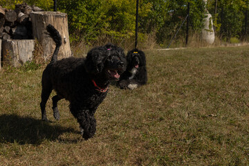 mother and daughter, black Portuguese Water Dogs, playing in a fenced backyard