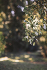 Sunlight filters through green leaves in a peaceful garden retreat during a warm afternoon in late summer