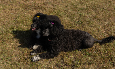 mother and daughter, black Portuguese Water Dogs,resting on grass